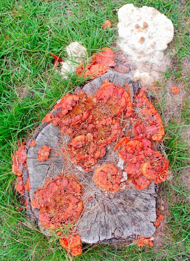 Orange mushrooms at pine stump stock photography