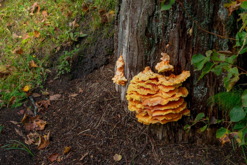 Orange Polypores mushroom is growing on bark of tree at autumn. stock image