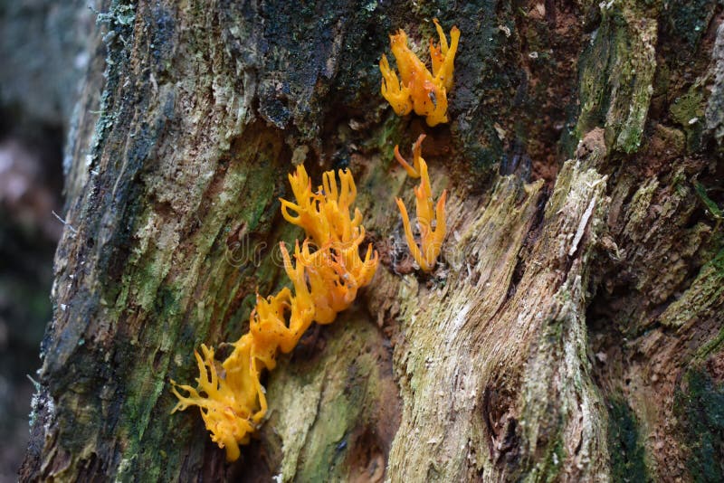 The Orange Ramaria mushroom on the rotten stump. The Durmitor National Park,Montenegro royalty free stock image