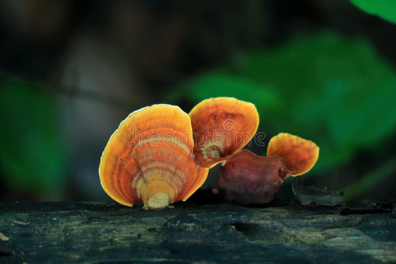Orange Yellow Fan Shaped Fungus or Wild Mushroom Growing on Tree Trunk, Rain Forest in Thailand royalty free stock images