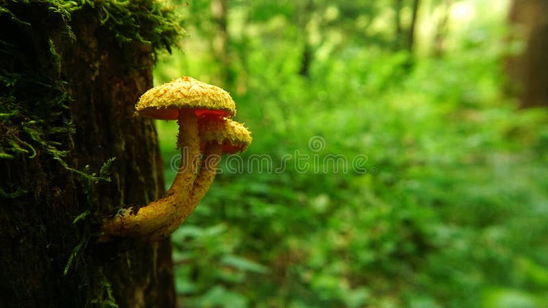Beautiful and unusual mushrooms Leucopholiota lignicola. stock photography