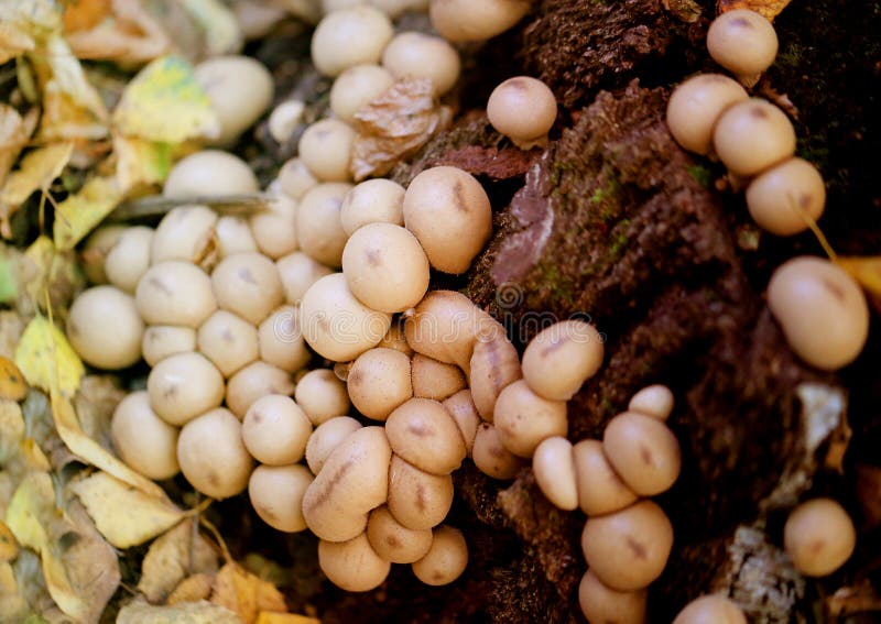 Photo macro of an unusual round of mushrooms stock photos