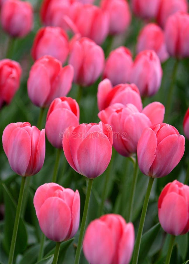 pink tulip details stock photo