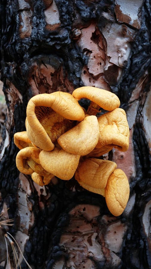Pleurotus sp or orange grilled mushroom growing on trunk of a coniferous tree at high altitude stock photography
