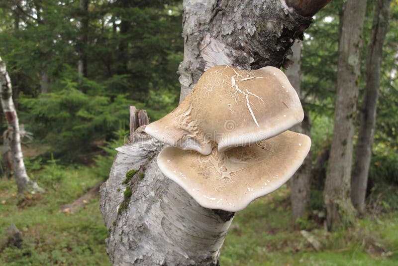 Polypore mushroom growing on trunk of birch tree in upstate NY stock photography