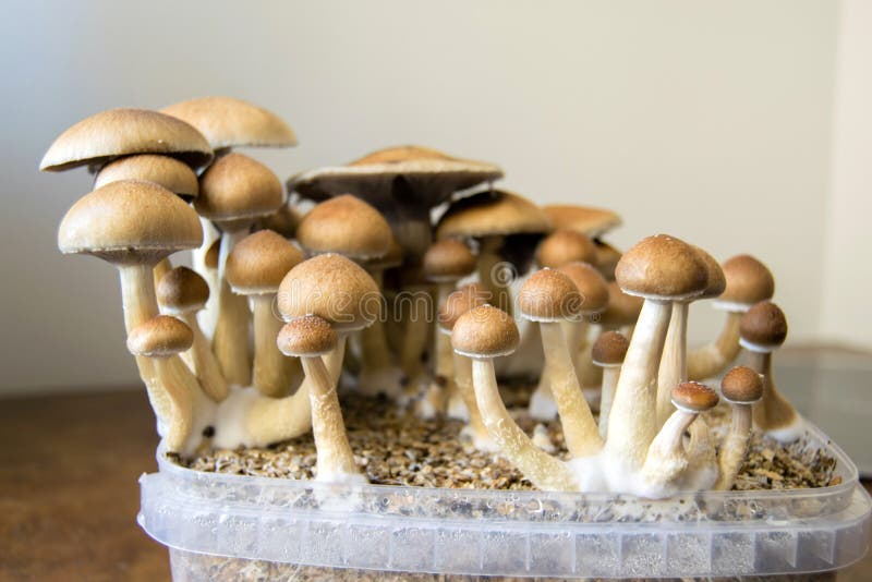 Psychedelic magic mushrooms growing at home, cultivation of psilocybin mushrooms royalty free stock photography
