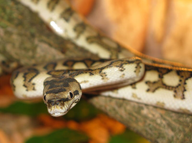 Python. Snake (Morelia spilota mcdowelli stock images