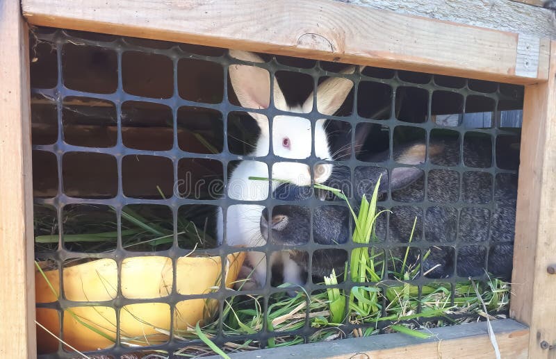 The  rabbit, doe-rabbit, black, white, sit in a cage stock photo