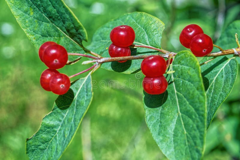 Red inedible berries of forest honeysuckle on a bush stock image