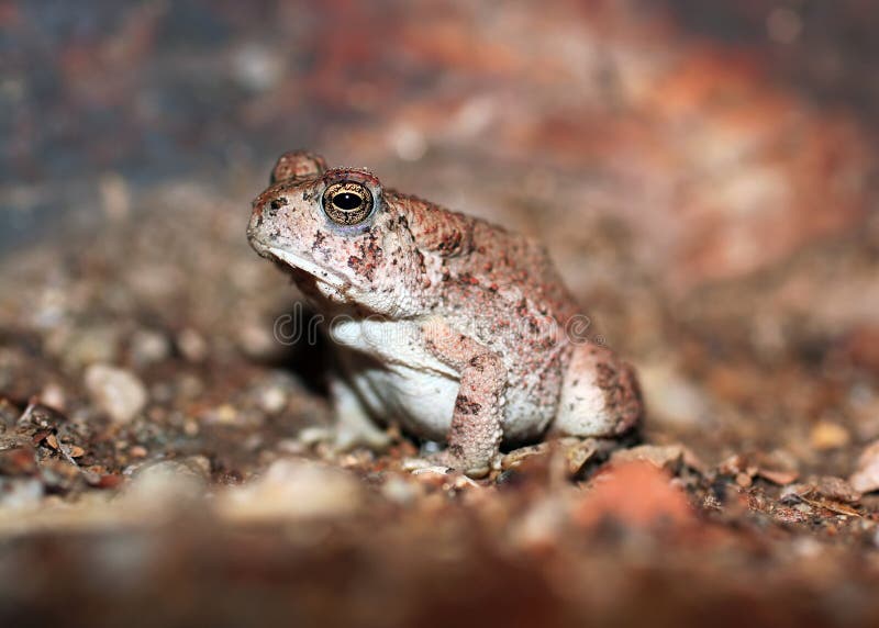 Red-spotted Toad. A red-spotted toad captured at night after a rain storm in the Arizona desert royalty free stock photos