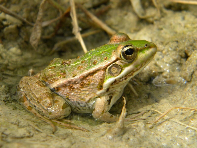 Saharan water frog. Saharan water desert (Pelophylax saharicus) in its typical habitat from the border between Tunisia and Lybia (in southern part of the Atlas stock photography