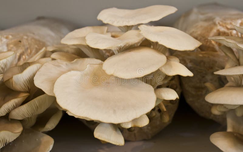 Sajor-caju Mushroom with mushroom kit stock photo