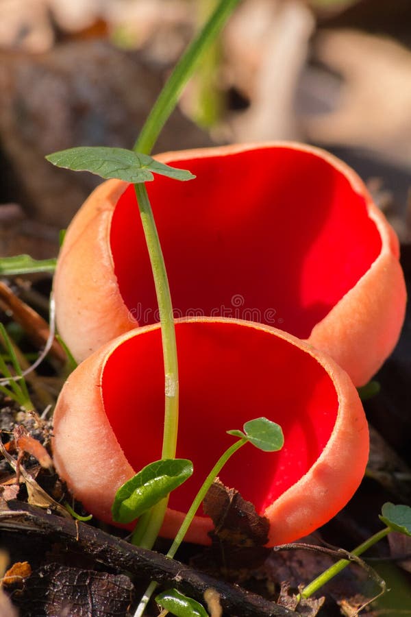 Sarcoscypha austriaca - a saprobic fungus. Red unusual mushroom. stock image