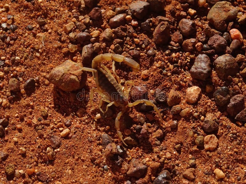 Scorpion in the desert. Close-up of a wild scorpion in the Australian red centre. The photo shows the unique red sand of the desert and one of its inhabitants stock image