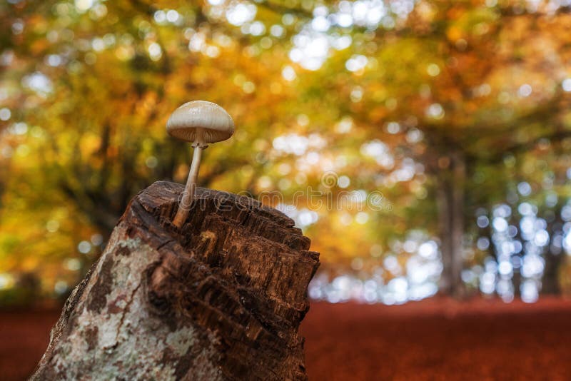 Single mushroom over tree trunk in autumn orange forest royalty free stock images