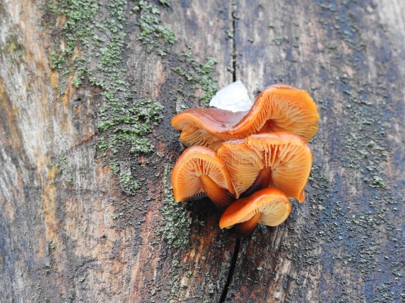 Small mushroom on tree trunk, Lithuania stock photo