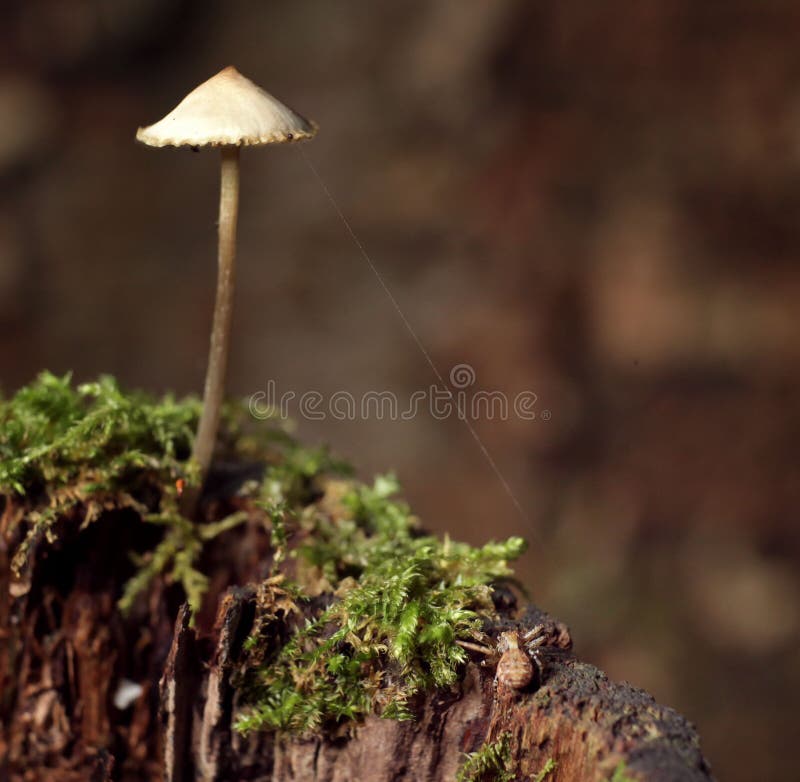 Small poisonous mushrooms unusual stock photography