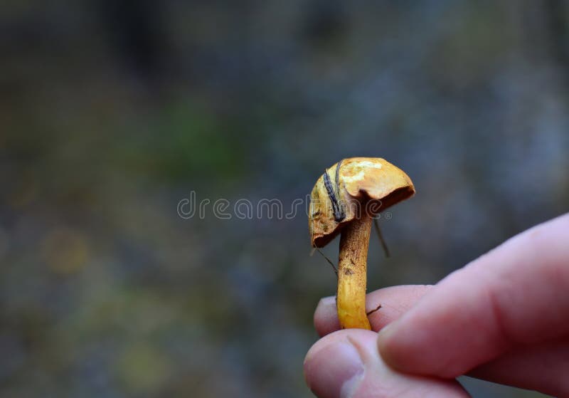 A small red mushroom with a round cap on the stalk in the river of man. Blurred background. Free space for text royalty free stock image