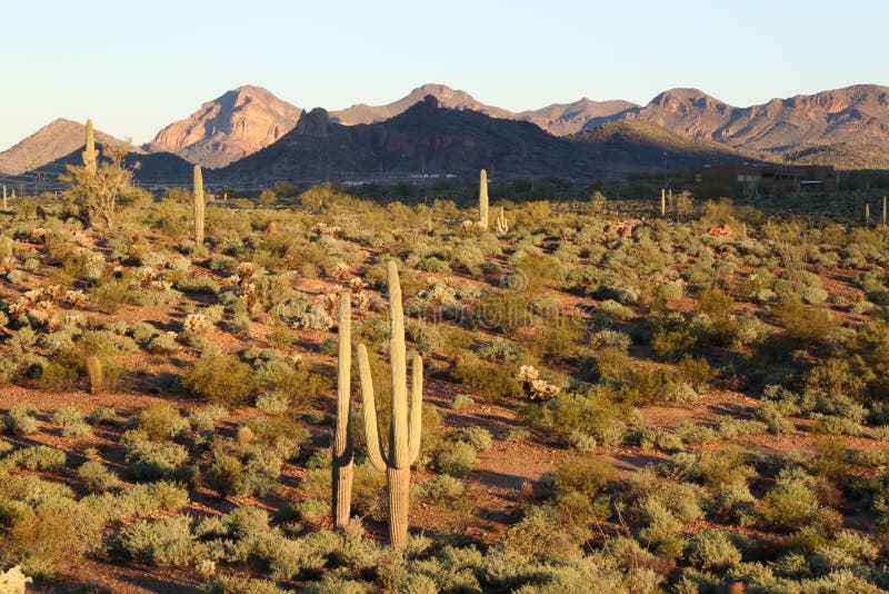 Sonoran desert. By the Superstition Mountains at sun rise stock photos