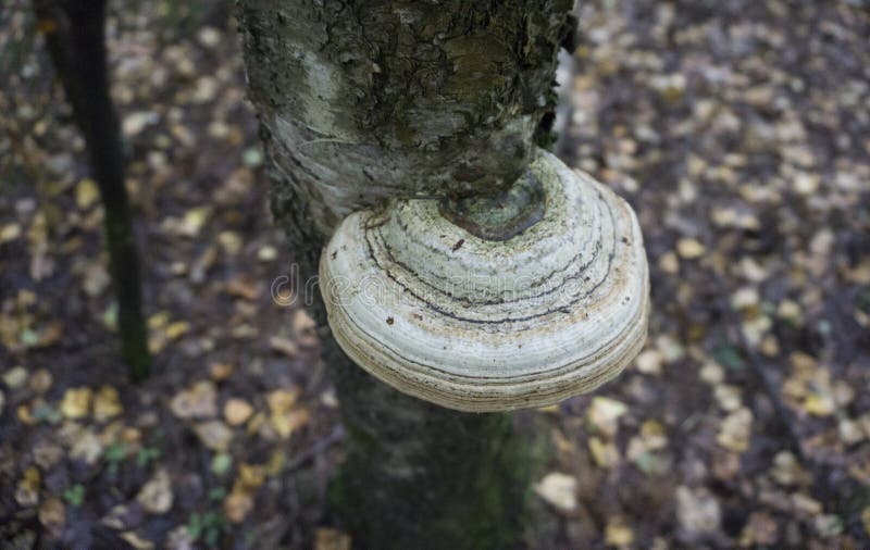 Sponge mushroom on a broken birch trunk. Mushroom growing on a tree trunk birch. Tree fungus on a fallen birch trunk. View of hub stock images