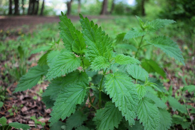 Stinging nettle Urtica dioica or stinger, growing in the forest. stock images