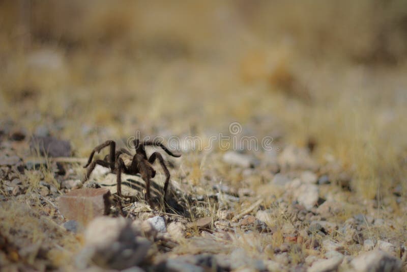 Tarantula Crawling. In the desert stock photos