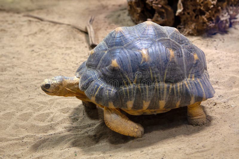 Texas tortoise. On the mexican desert stock photography