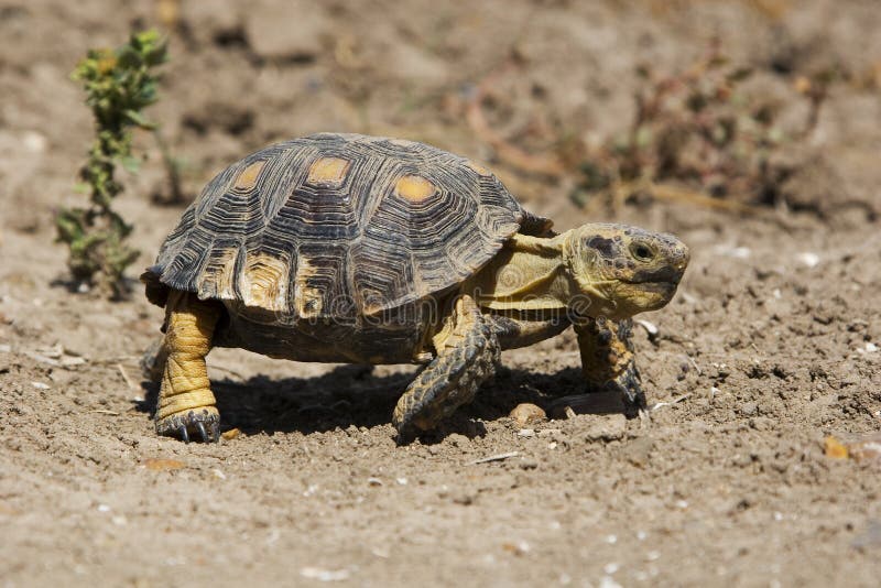 Texas tortoise. A Texas tortoise (Gopherus berlandieri). This species of tortoise is listed as a threatened species in Texas stock photography