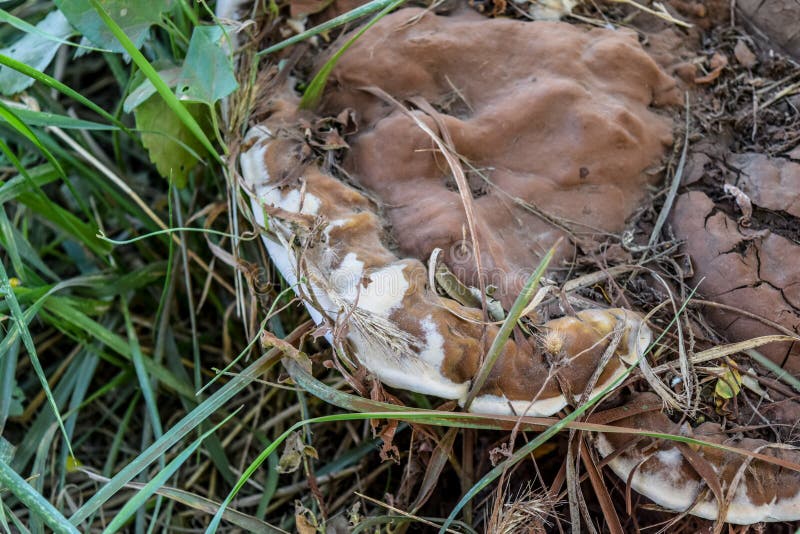 Tinder fungus at the base of an old tree stock photos