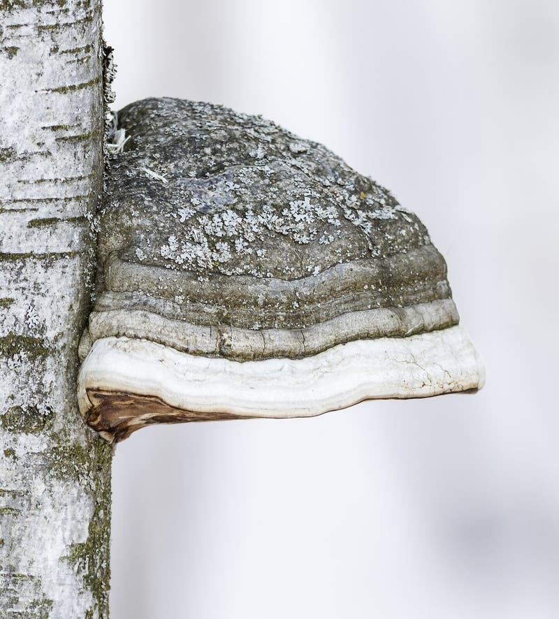 Tinder fungus and birch stock photography
