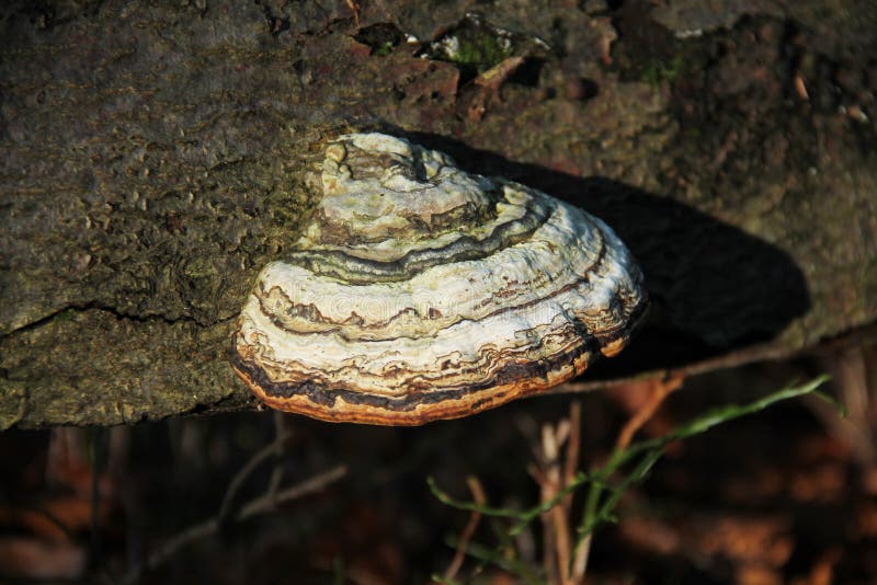 Tinder fungus Fomes fomentarius stock image