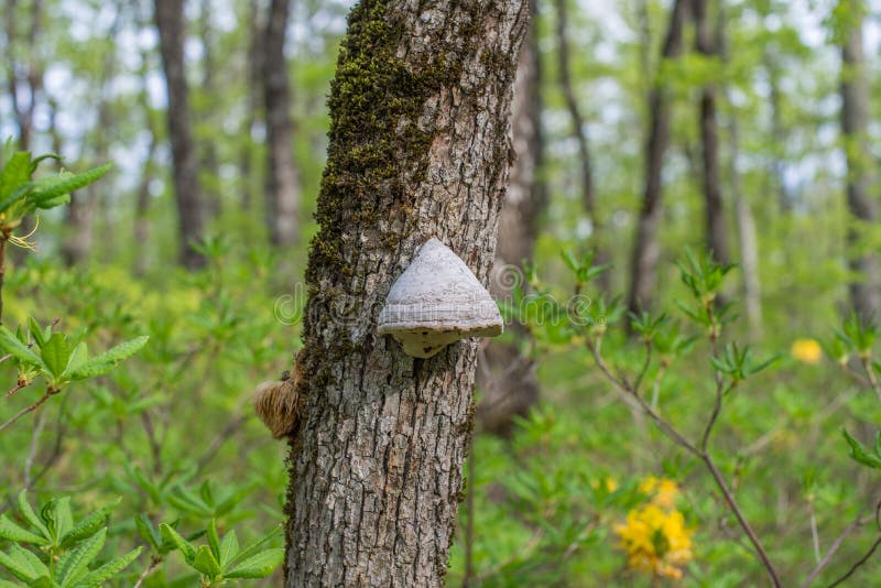 The tinder fungus on mossy oak. stock image