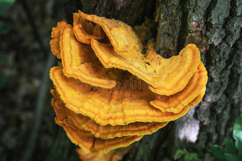 Tinder fungus sulfur-yellow or Laetiporus sulphureus - fungus-tinder fungi family Polyporaceae growing on trees stock images