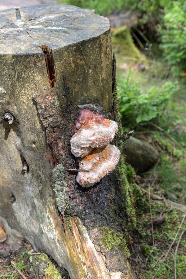 Tinder fungus on a tree stump stock photos