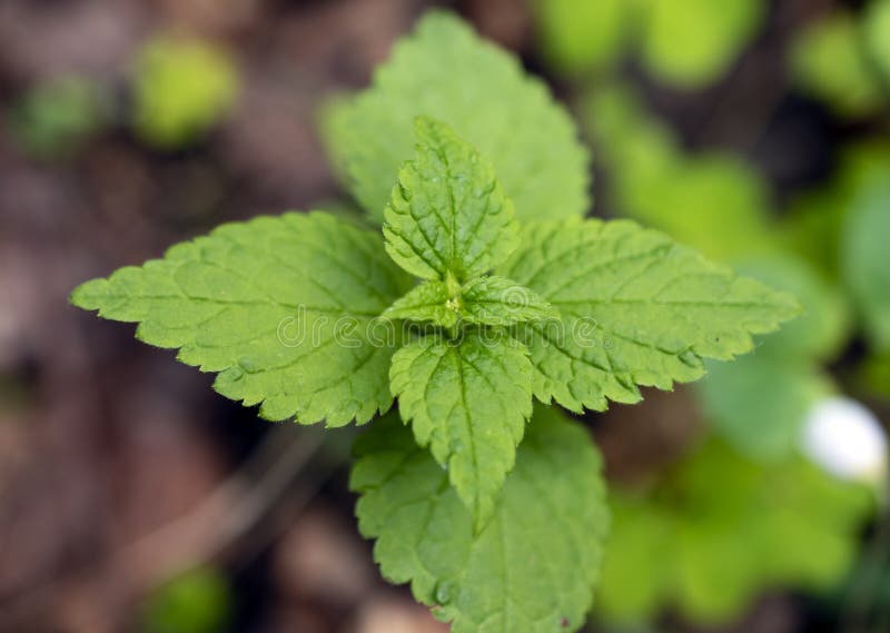 Top view of plant nettle growing in the forest. royalty free stock photos