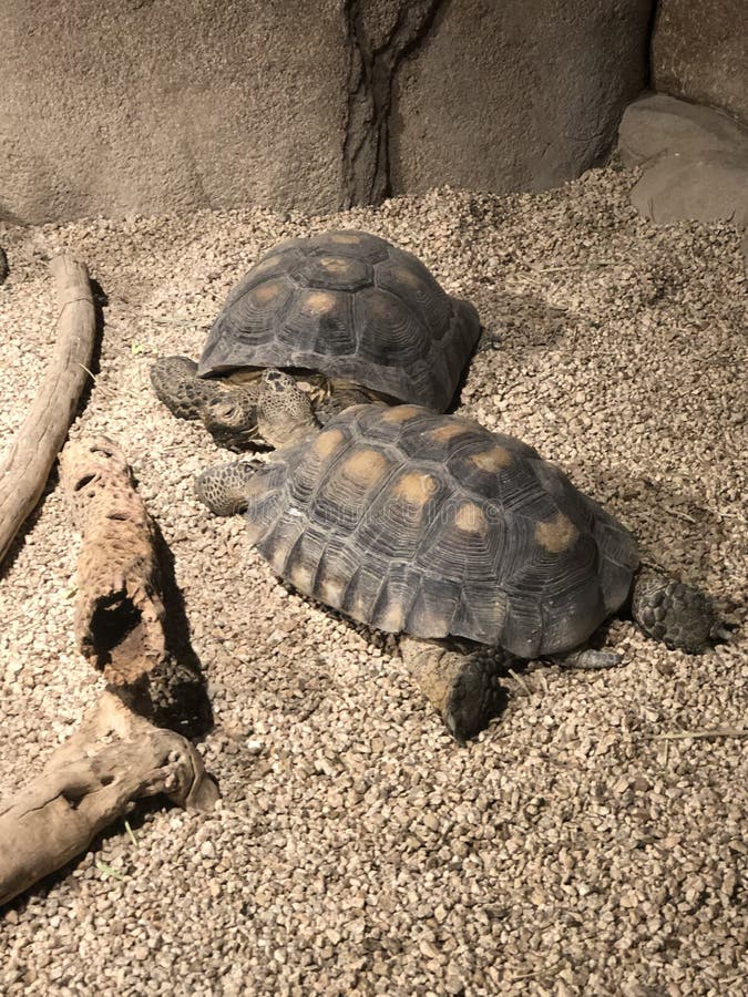 Tortoise. Desert tortoise amphibians on display royalty free stock photo