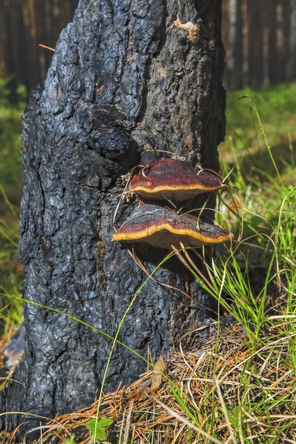 Tree mushrooms on a pine trunk burnt after a forest fire. Mushroom parasite on the trunk of a pine stock images