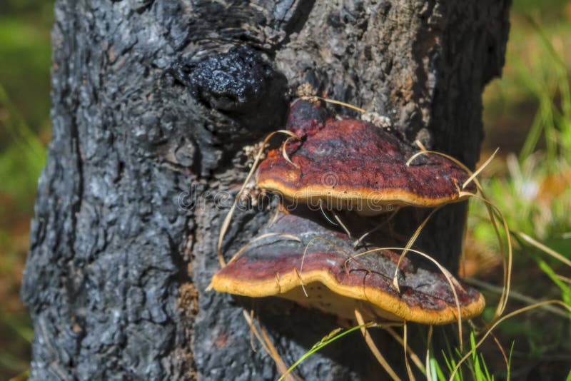 Tree mushrooms on a pine trunk burnt after a forest fire. Mushroom parasite on the trunk of a pine royalty free stock photo