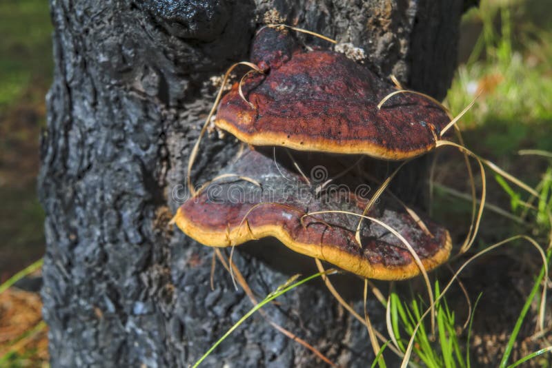 Tree mushrooms on a pine trunk burnt after a forest fire. Mushroom parasite on the trunk of a pine stock images