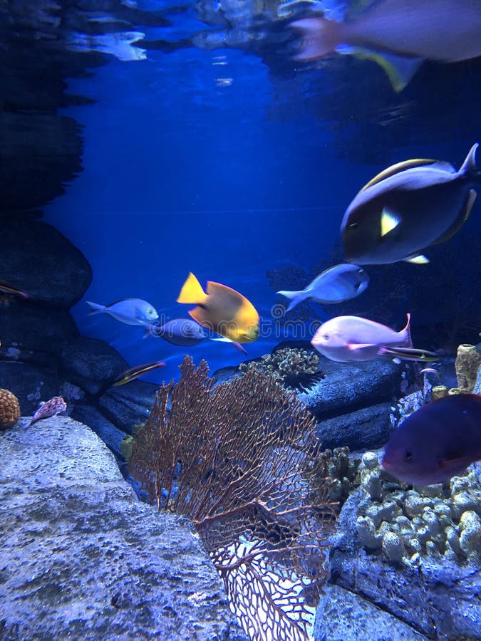 Tropical fish aquarium. A bunch of tropical fish swimming in an aquarium with lots of colors underwater stock image