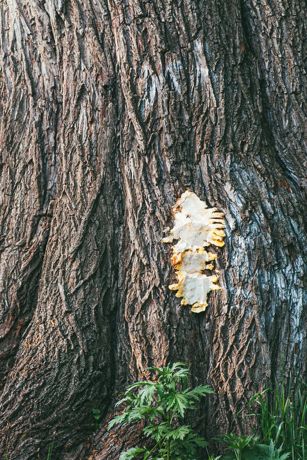 The trunk of a huge tree and a cut fruit body of a mushroom, a sulfur-yellow tinder fungus on it stock photos