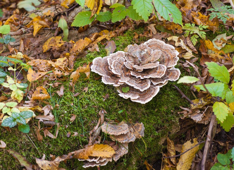 Turkey tail mushroom fungus growing on log royalty free stock photo
