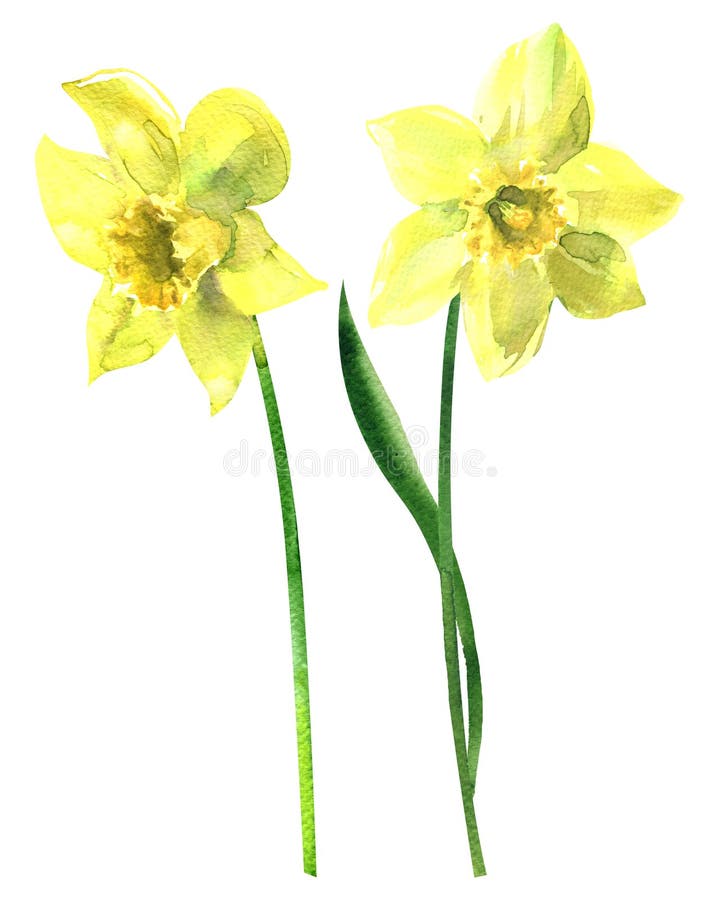 Two yellow daffodils, beautiful fresh spring narcissus flowers, isolated, hand drawn watercolor illustration on white royalty free illustration