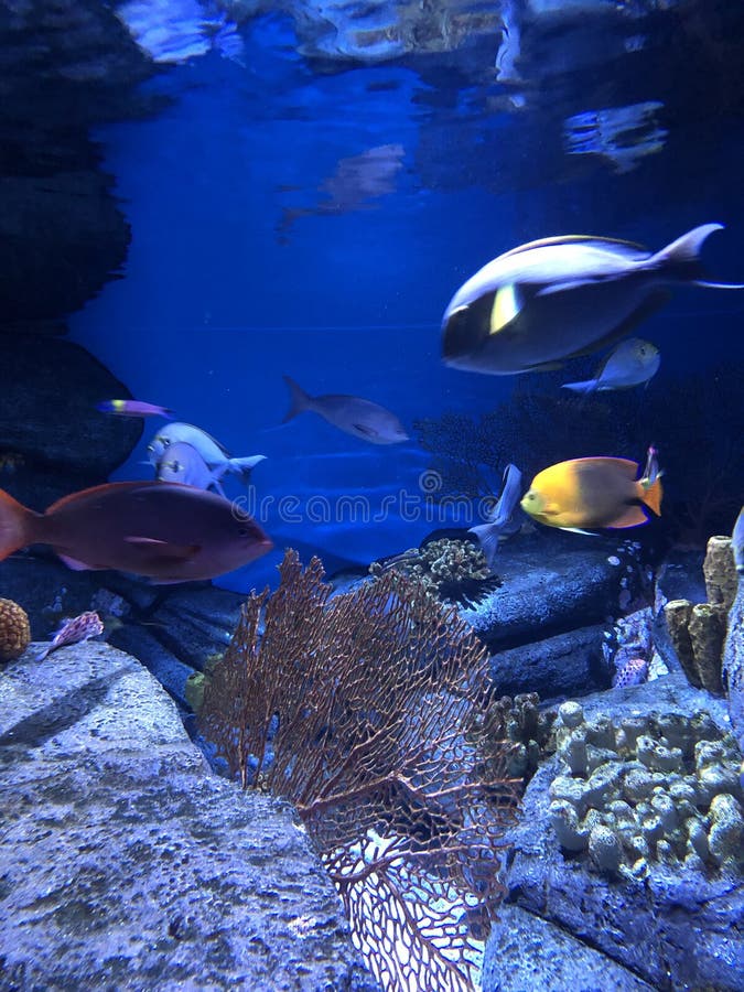 Under water world. A bunch of tropical fish swimming in an aquarium with lots of colors underwater stock photography