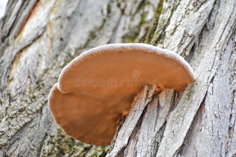 Mushroom Fungi Growing on Tree Trunk stock photos