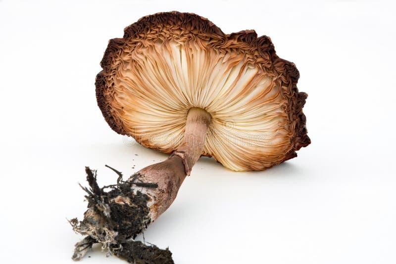 Underside View of Mushroom Gills & Stalk with Roots. Underside of wild mushroom showing intricate pleats of gills & stalk with roots royalty free stock image