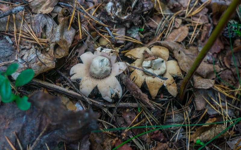 An unusual mushroom in the shape of an asterisk growing in the forest. stock photography