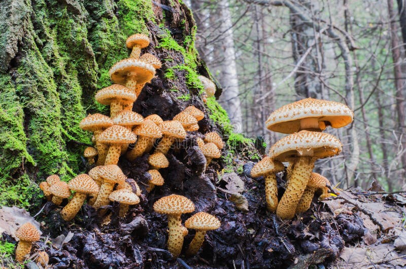 Unusual mushrooms growing on a tree trunk royalty free stock images