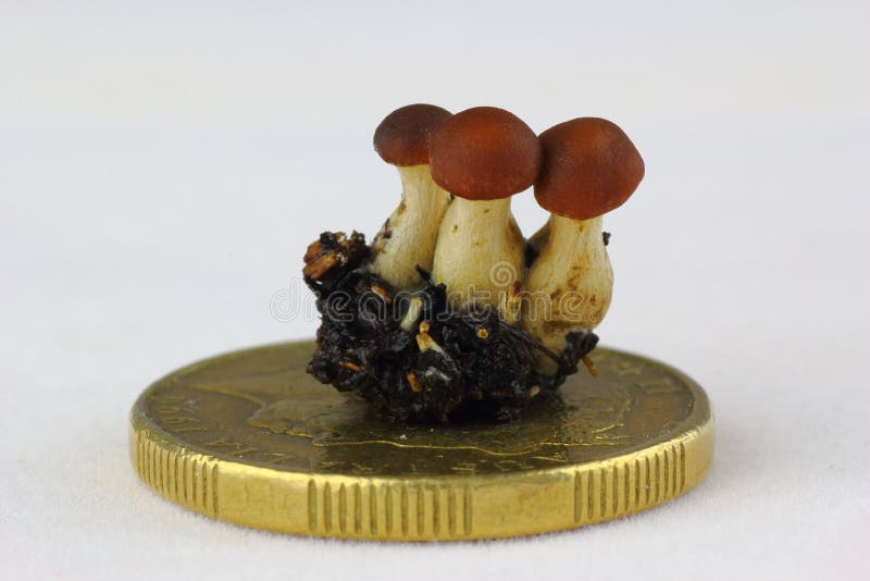 Unusual proportions of three mushrooms on coin close-up royalty free stock photos