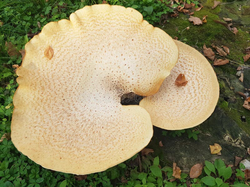 Unusual shape mushroom stock photo